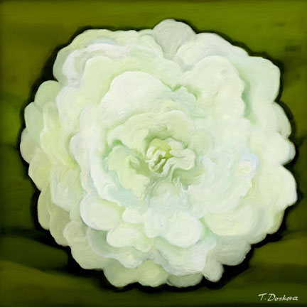 White Rose